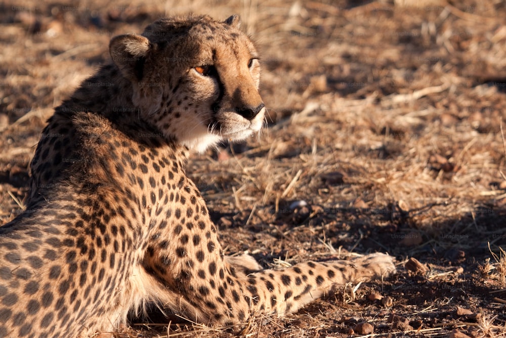 Resting cheetah