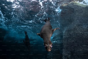 A Sea Lion in La Paz in Mexico