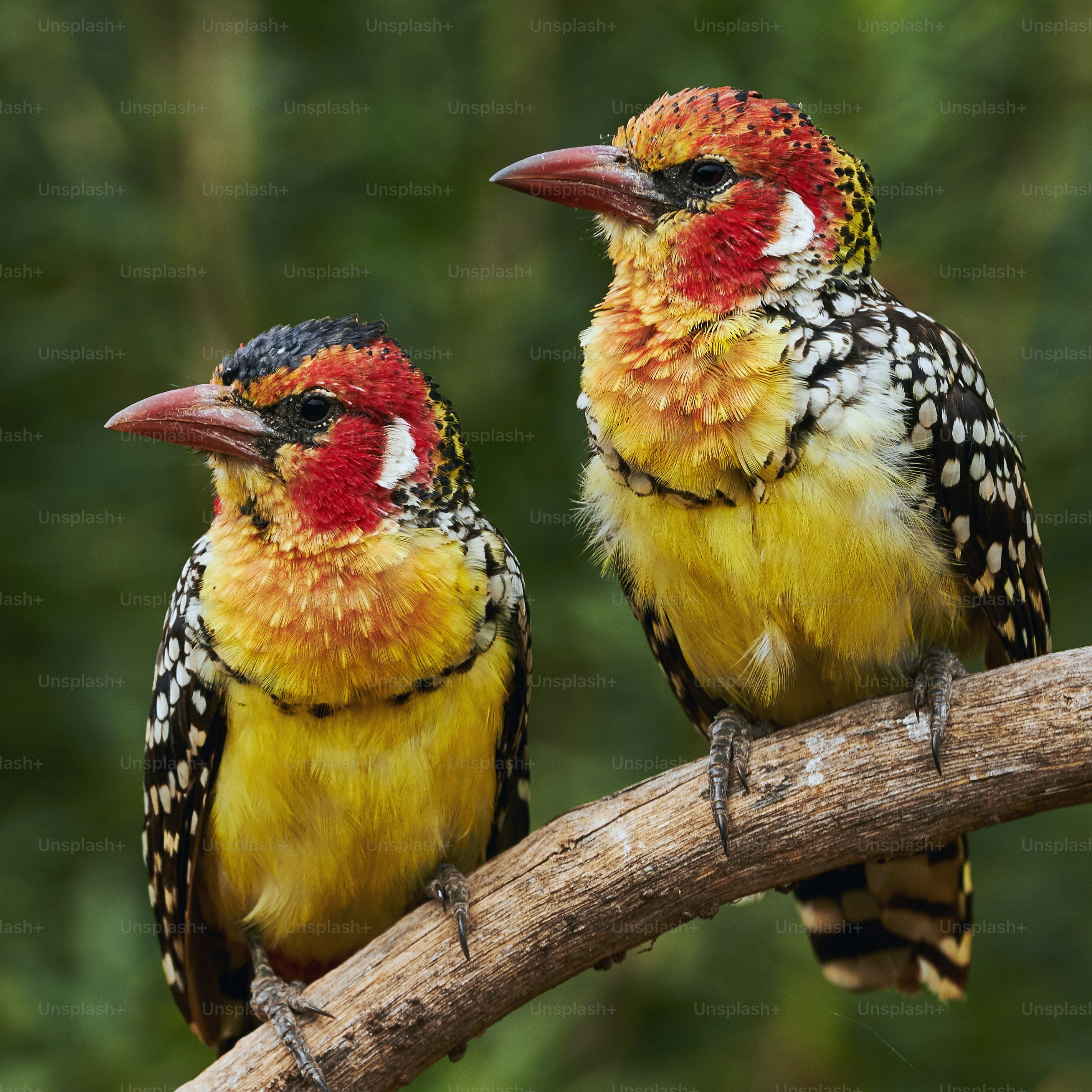 Couple of two colorful Red and yellow barbets