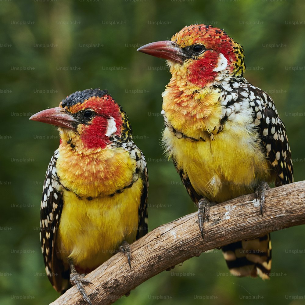 Paar von zwei bunten roten und gelben Bartvögeln