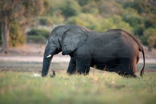 보츠와나 초베 강에서 먹이를 먹고 있는 코끼리.