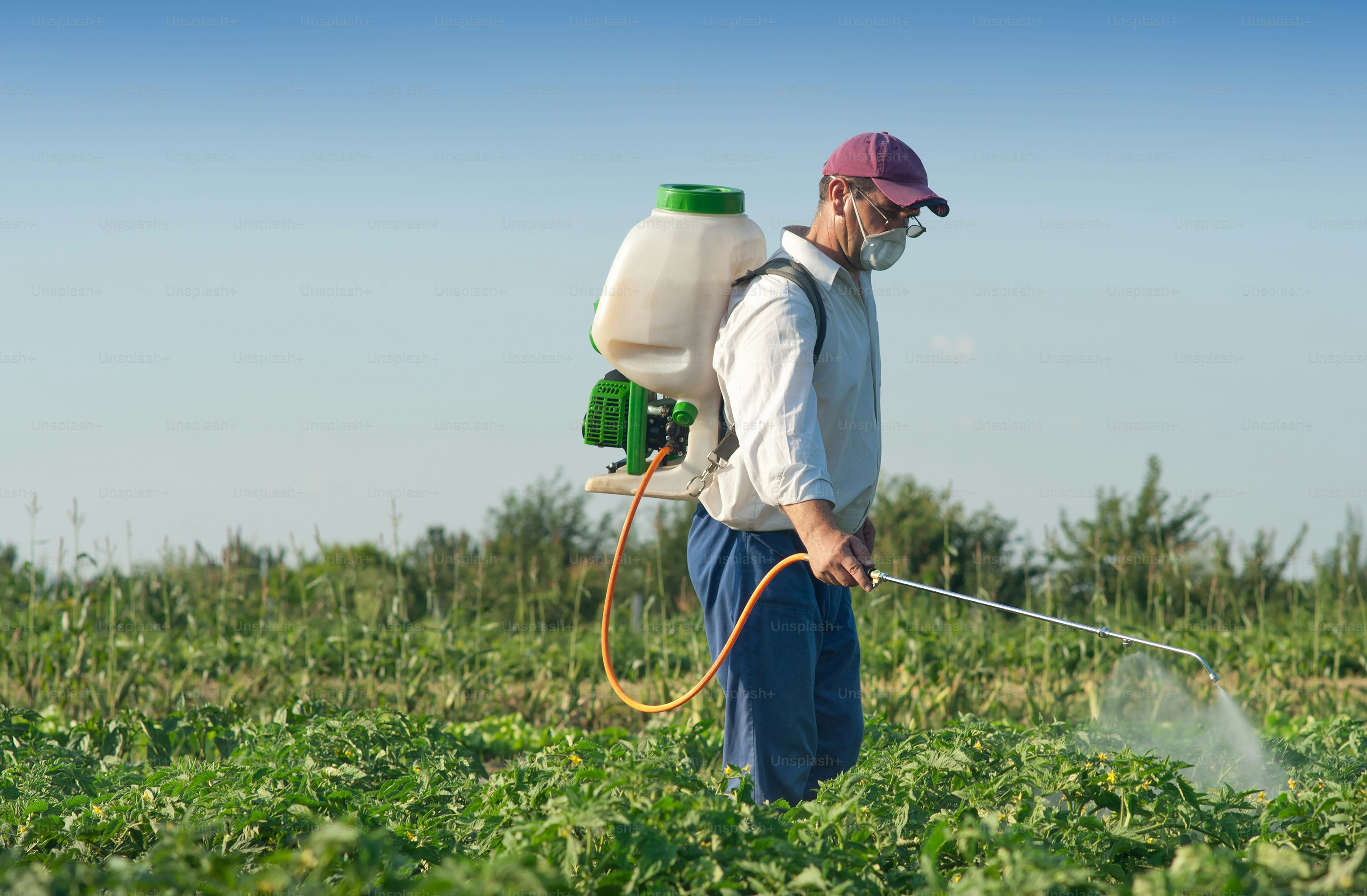 Man spraying vegetables in the garden