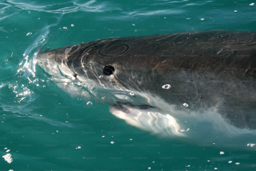 Swimming great white shark