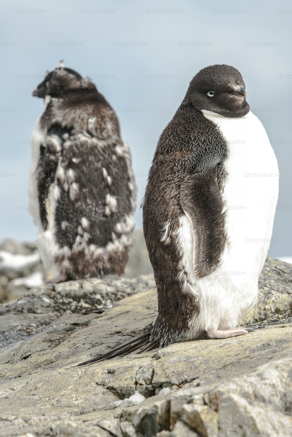 南極のアデリーのカップル