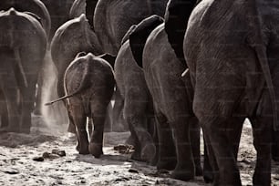 Eine Herde Elefanten geht an einem Flussufer entlang