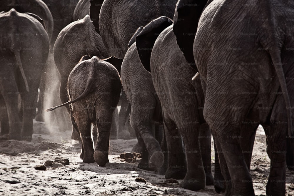 uma manada de elefantes caminha ao longo de uma margem do rio