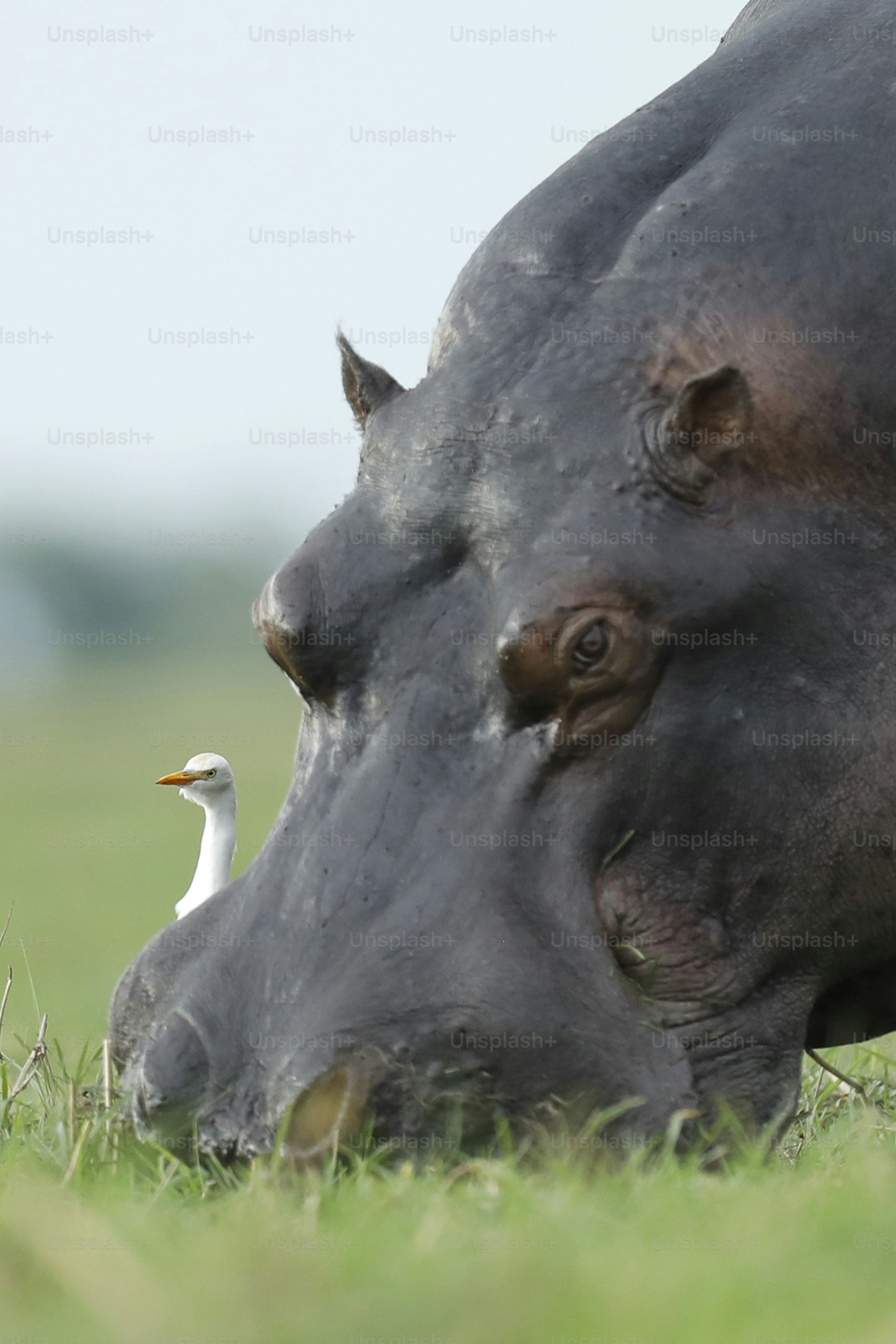 Hippo and cattle egret feeding