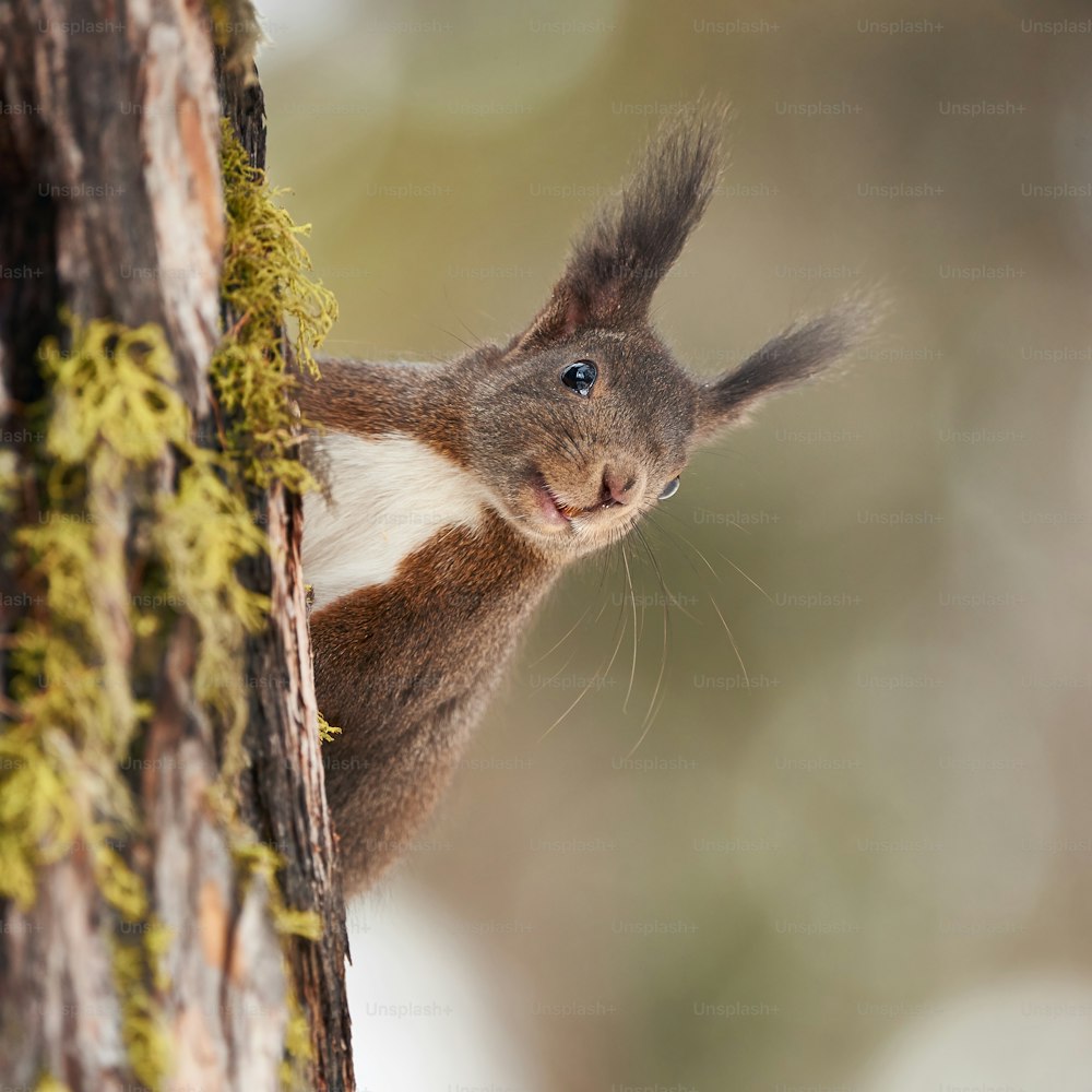 Portrait of a curious squirrel looking out from behind a tree trunk
