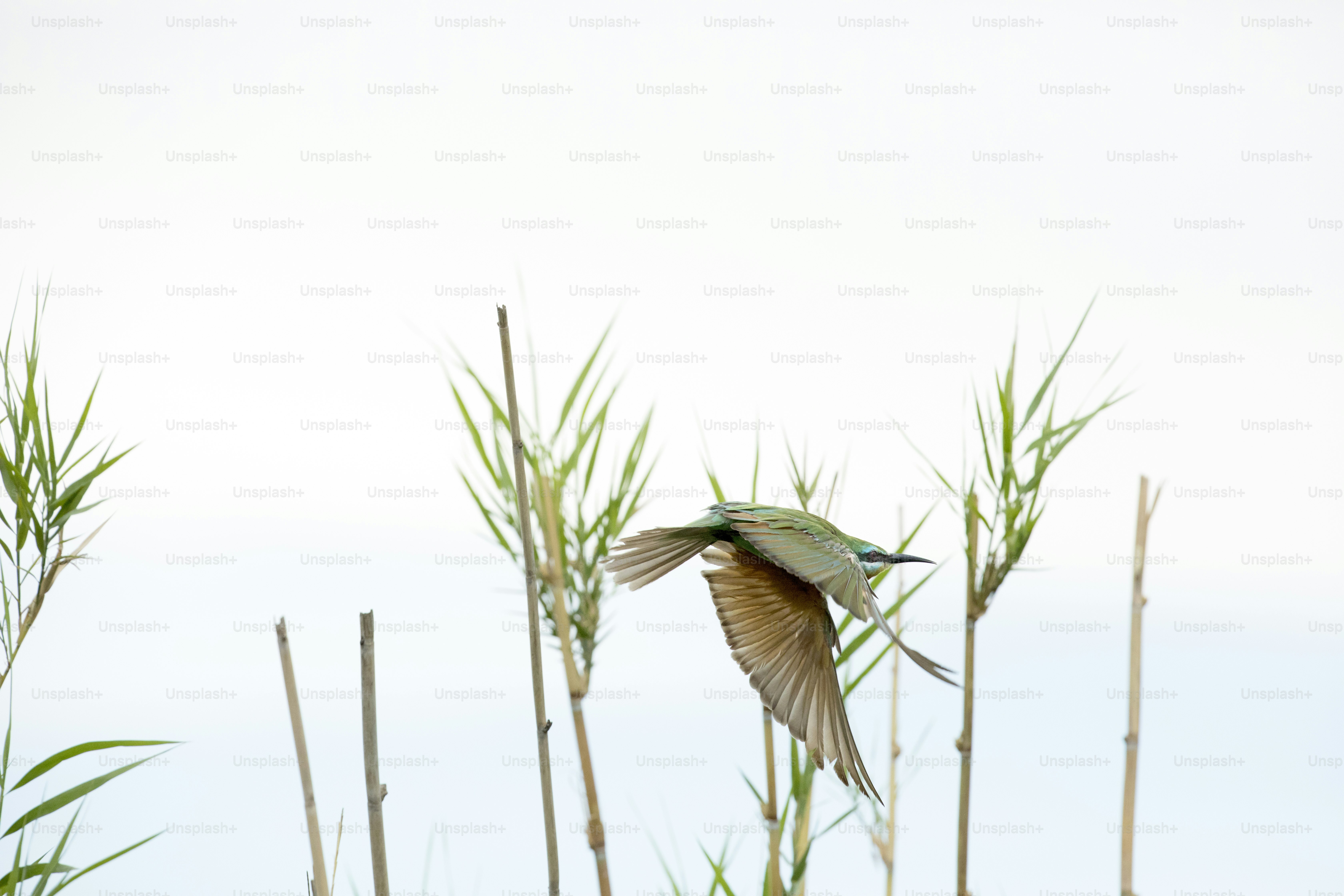 Bienenfresser fliegt weg