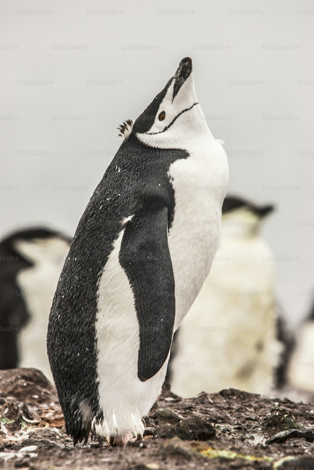 Um pinguim Chinstrap na Antártida,