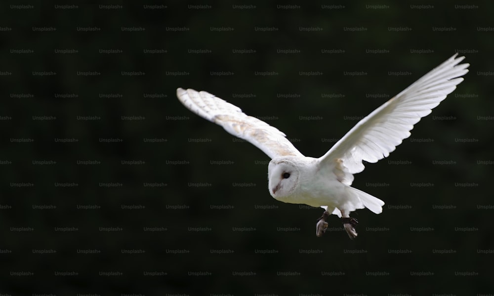 Falconry display featuring barn owl tuto alba alba