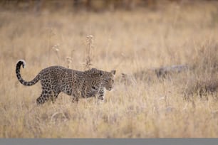 Um leopardo no Parque Nacional de Chobe, Botsuana.