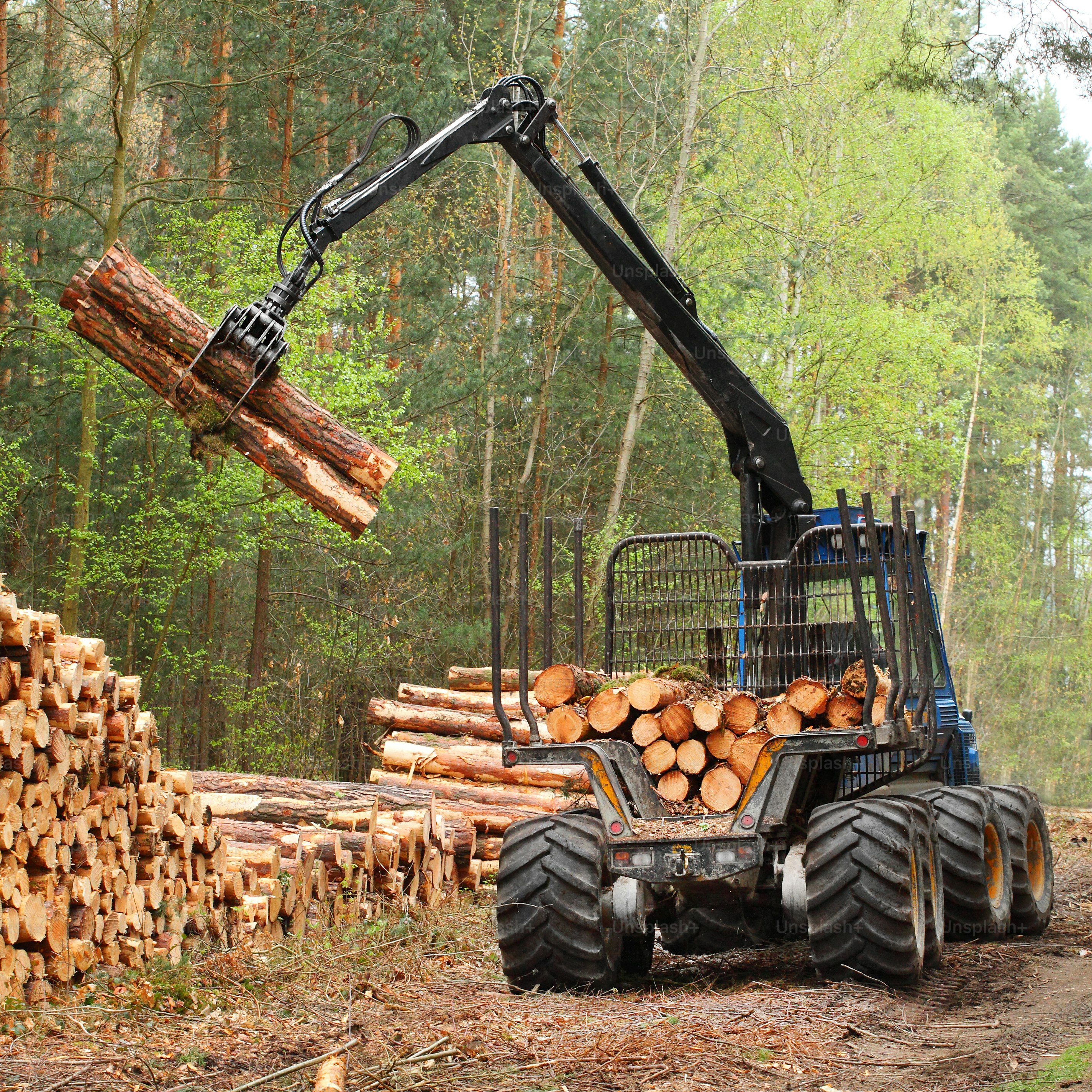 The harvester working in a forest. Renewable resources theme