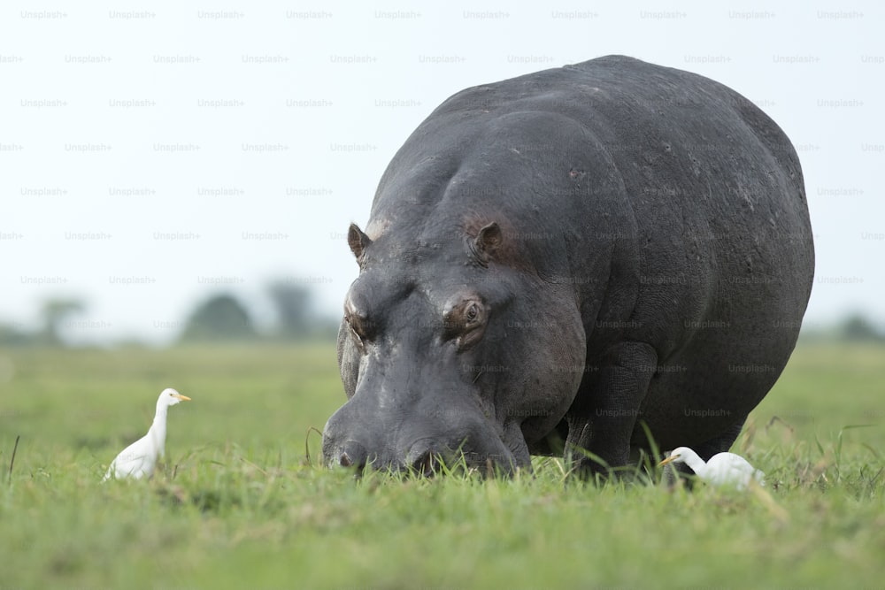 Hippo and  cattle egret feedingHippo and  cattle egret feedingHippo and cattle egret feeding