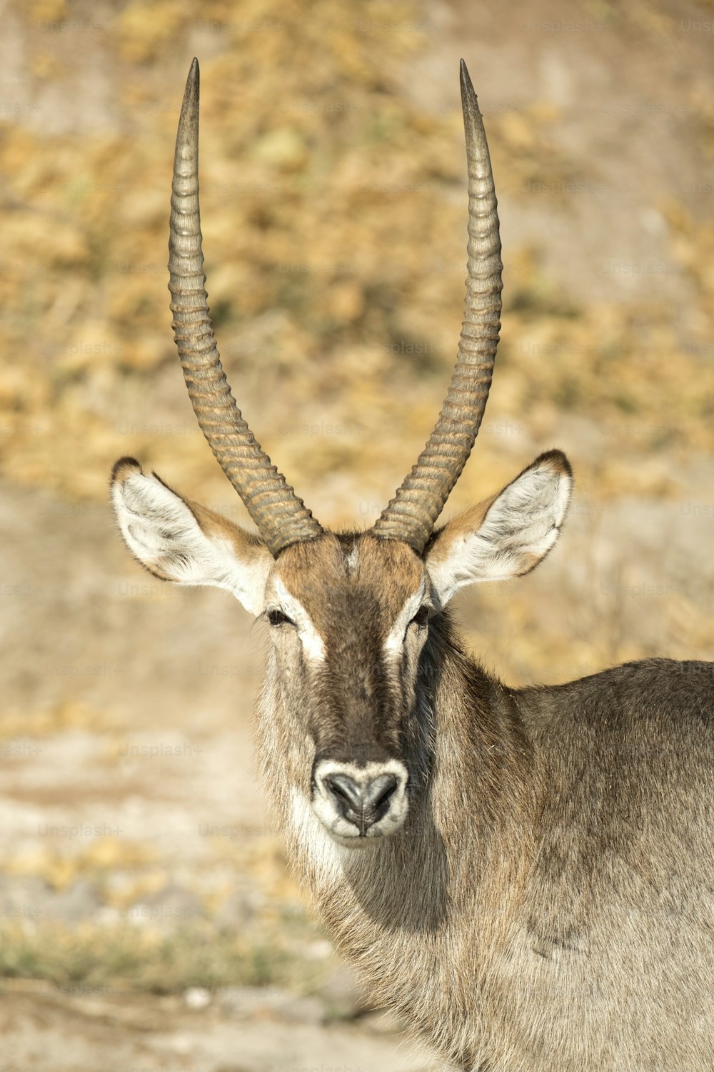 A waterbuck on the bank of the Chobe River, Botswana.