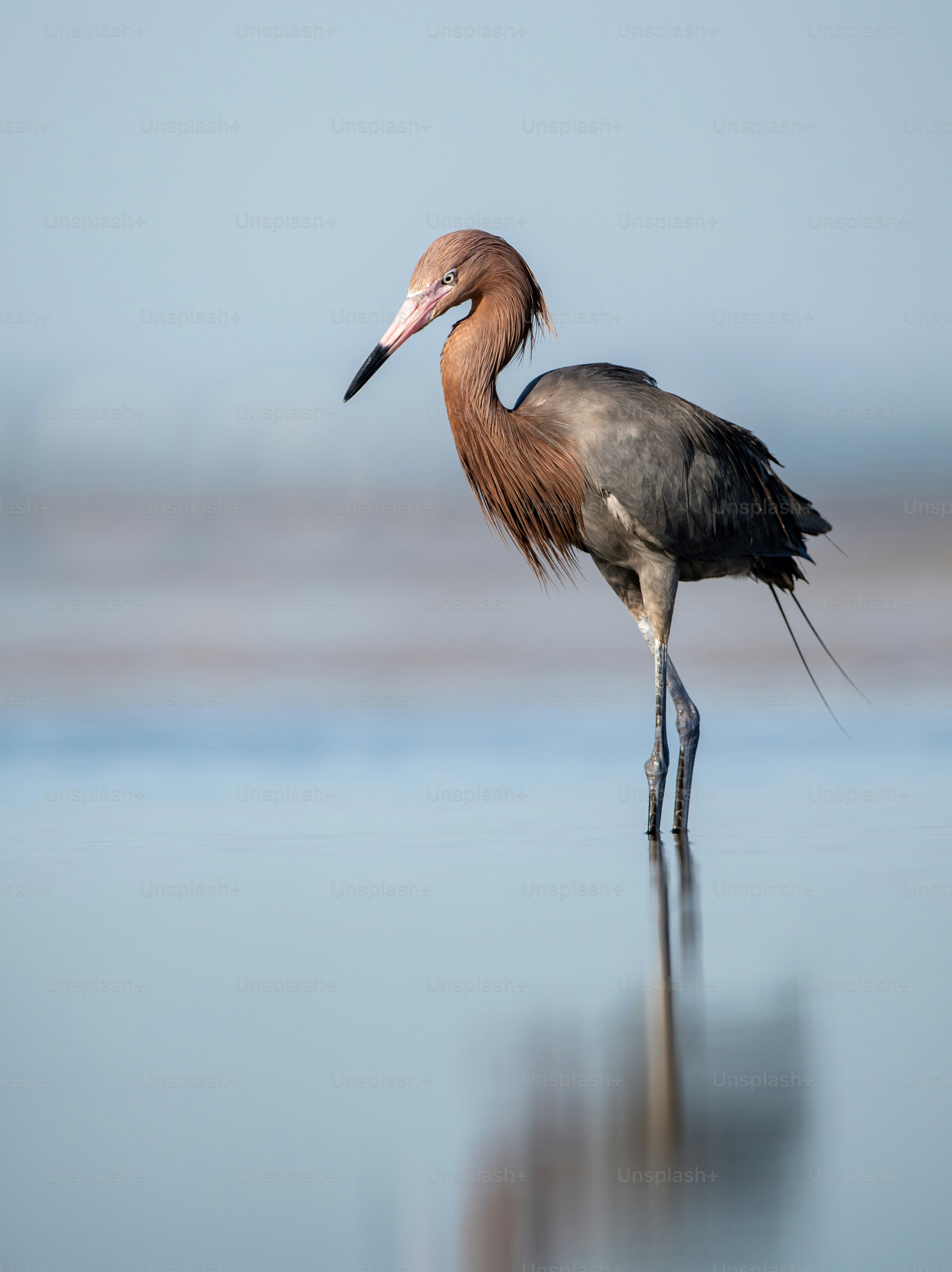 Reddish egret in Northern Florida