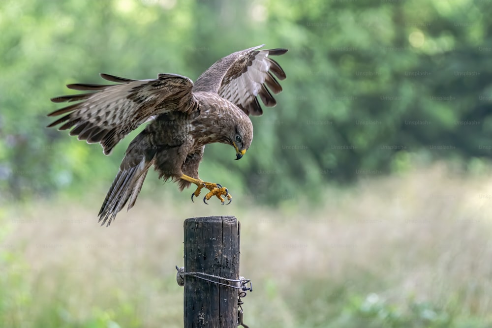 A beautiful Common Buzzard (Buteo buteo) landed on a fence post. Noord Brabant in the Netherlands. Green bokeh background.