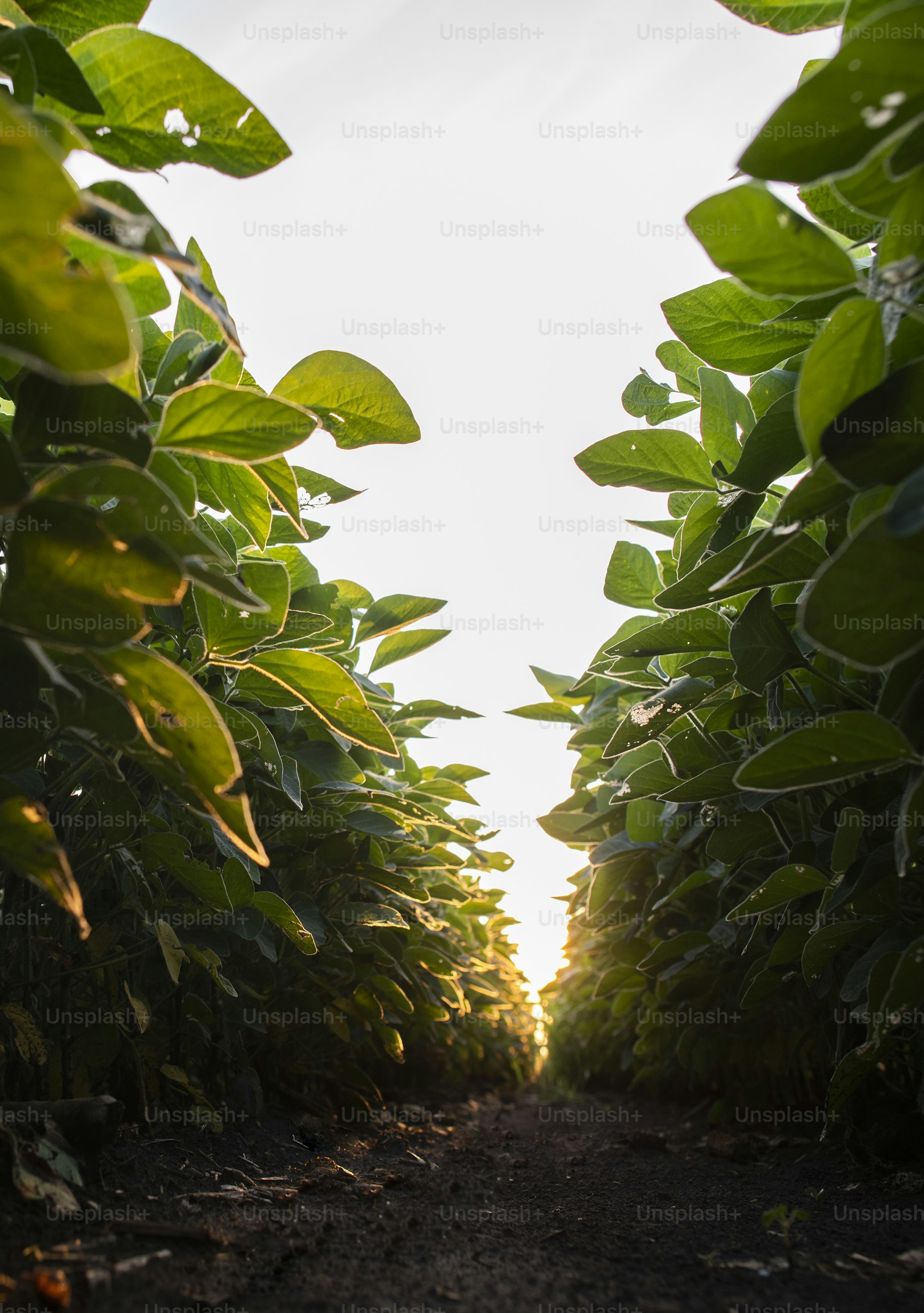Open soybean field at sunset.Soybean field .