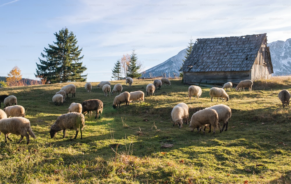 Flock of sheep grazing in a hill at sunset.