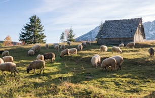 Flock of sheep grazing in a hill at sunset.