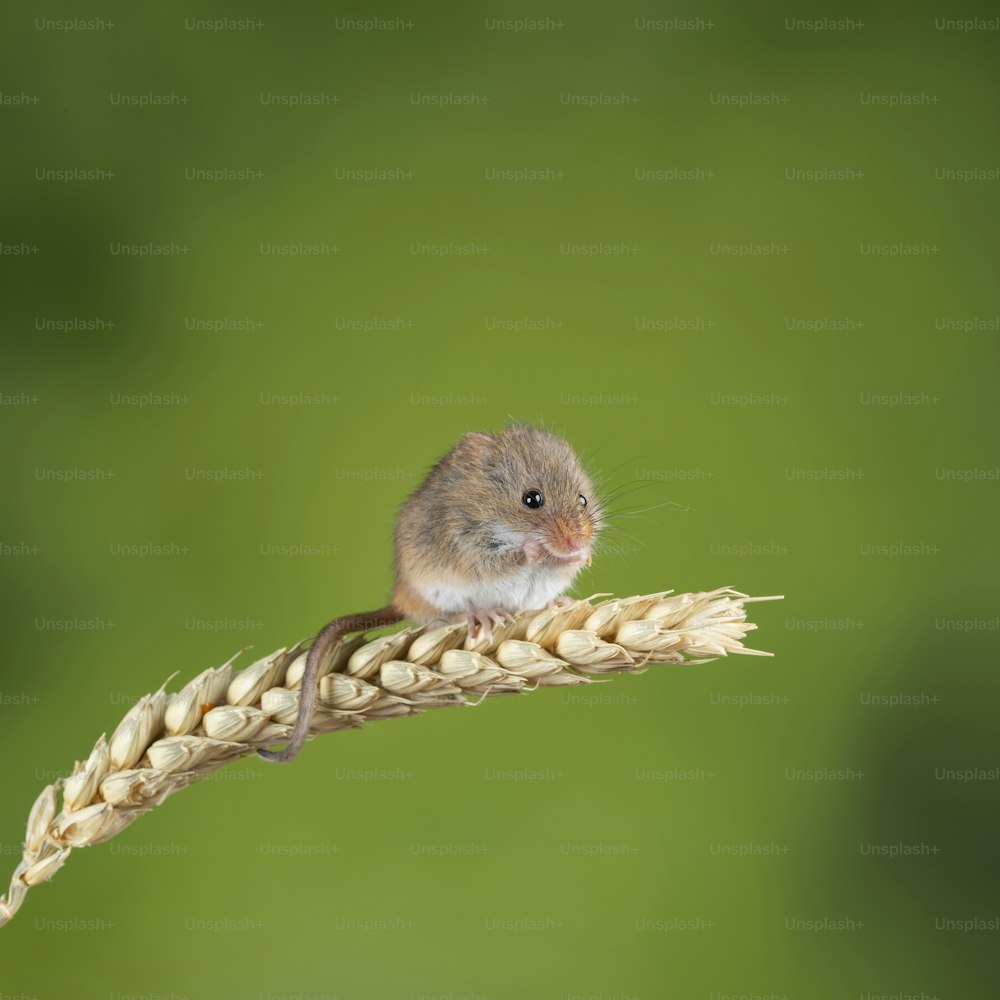 Cute harvest mice micromys minutus on wheat stalk with neutral green nature background