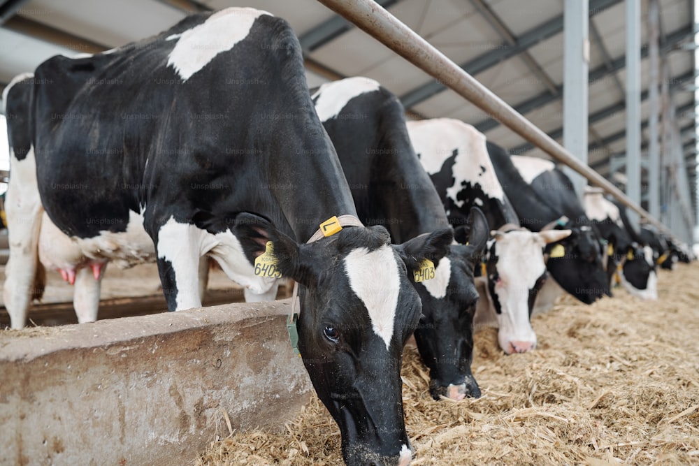 Fila di grande gruppo di mucche da latte in piedi lungo la recinzione all'interno della stalla lunga mentre mangia fieno fresco