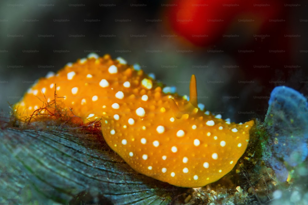 A nudibranch in Aegean Sea in Turkey