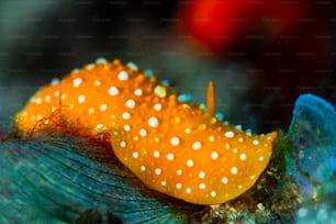 A nudibranch in Aegean Sea in Turkey