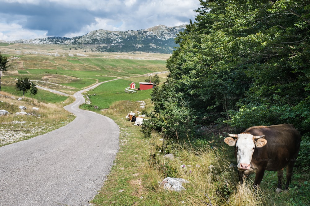 Flock of cows in the Meadow