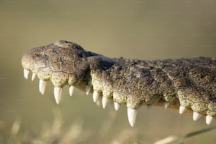 Dettagli ravvicinati di un coccodrillo nel parco nazionale di Chobe, Botswana.