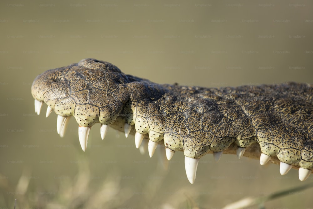 Detalhes de perto de um crocodilo no Parque Nacional Chobe, Botsuana.