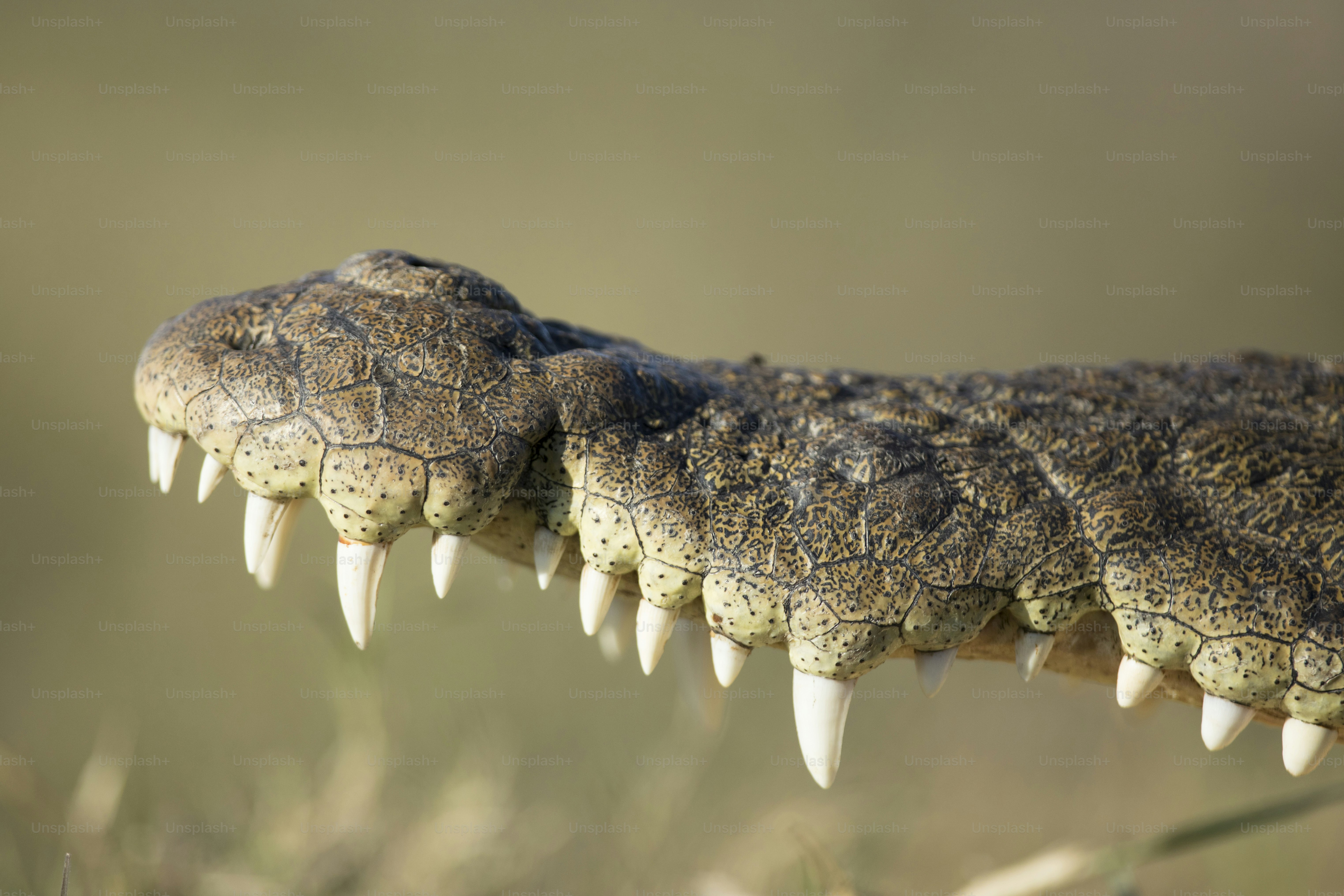 crocodile