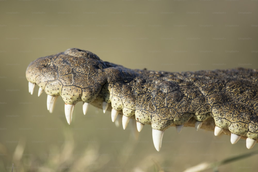Close up details of a crocodile in Chobe national Park, Botswana.