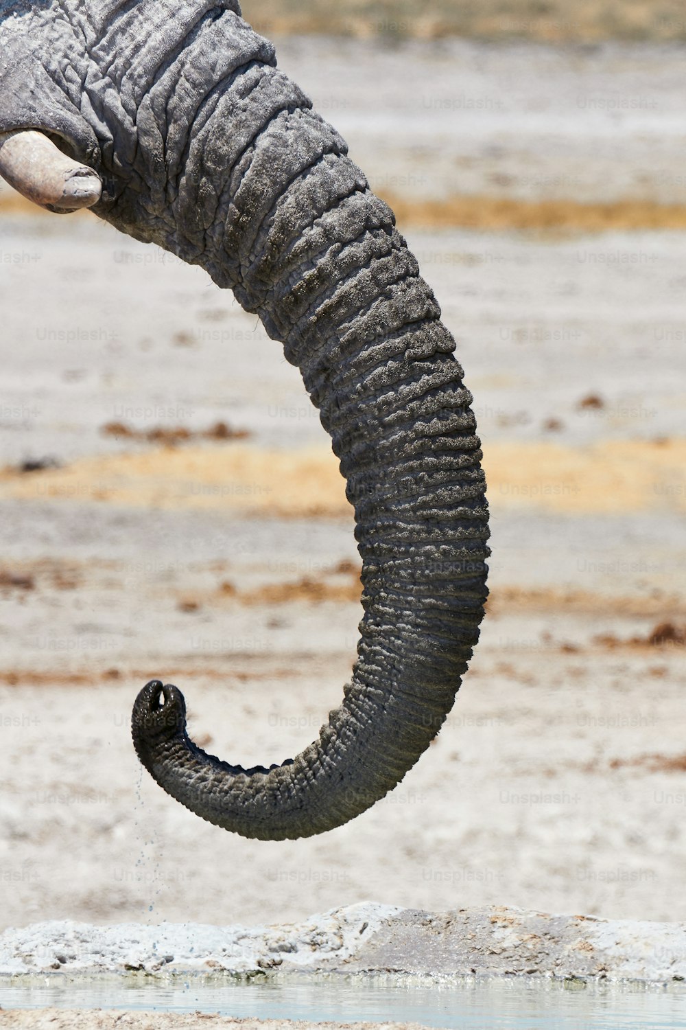 Tromba de um elefante africano no Parque Nacional de Etosha