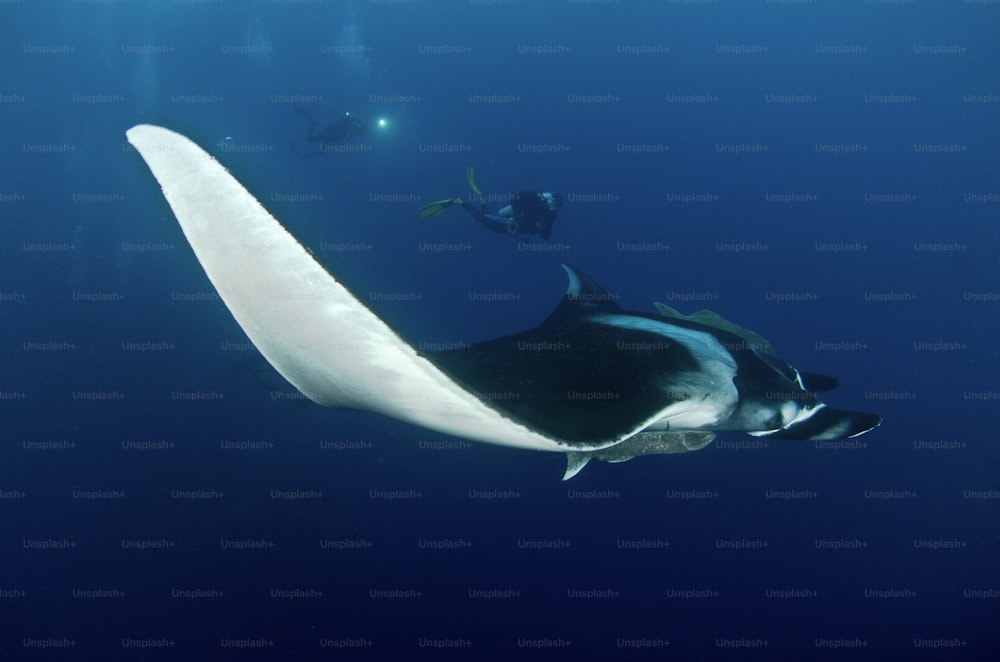A Giant Manta and divers in Socorro Island, in Mexico.