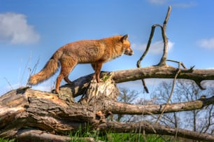 Magnífico primer plano del zorro rojo en el hábitat natural y el medio ambiente