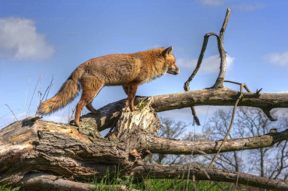 Superb close up of red fox in natural habitat and environment