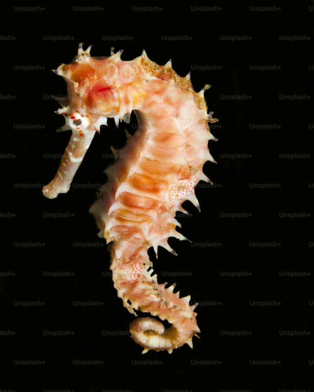 30,000+ Sea Horse Pictures | Download Free Images on Unsplash