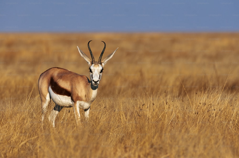 Un springbok mâle dans la savane de Namibie