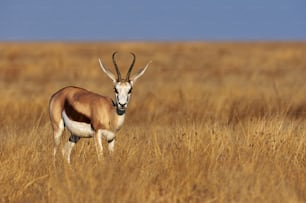 A male springbok in savannah of Namibia