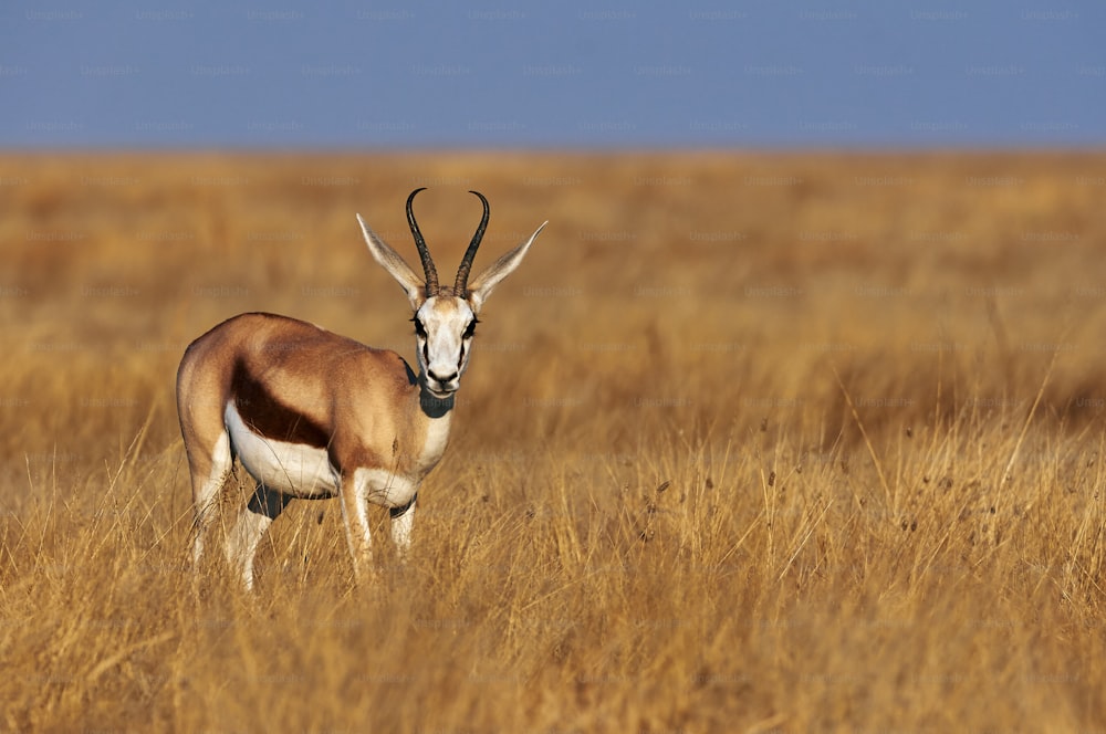 Ein männlicher Springbock in der Savanne Namibias