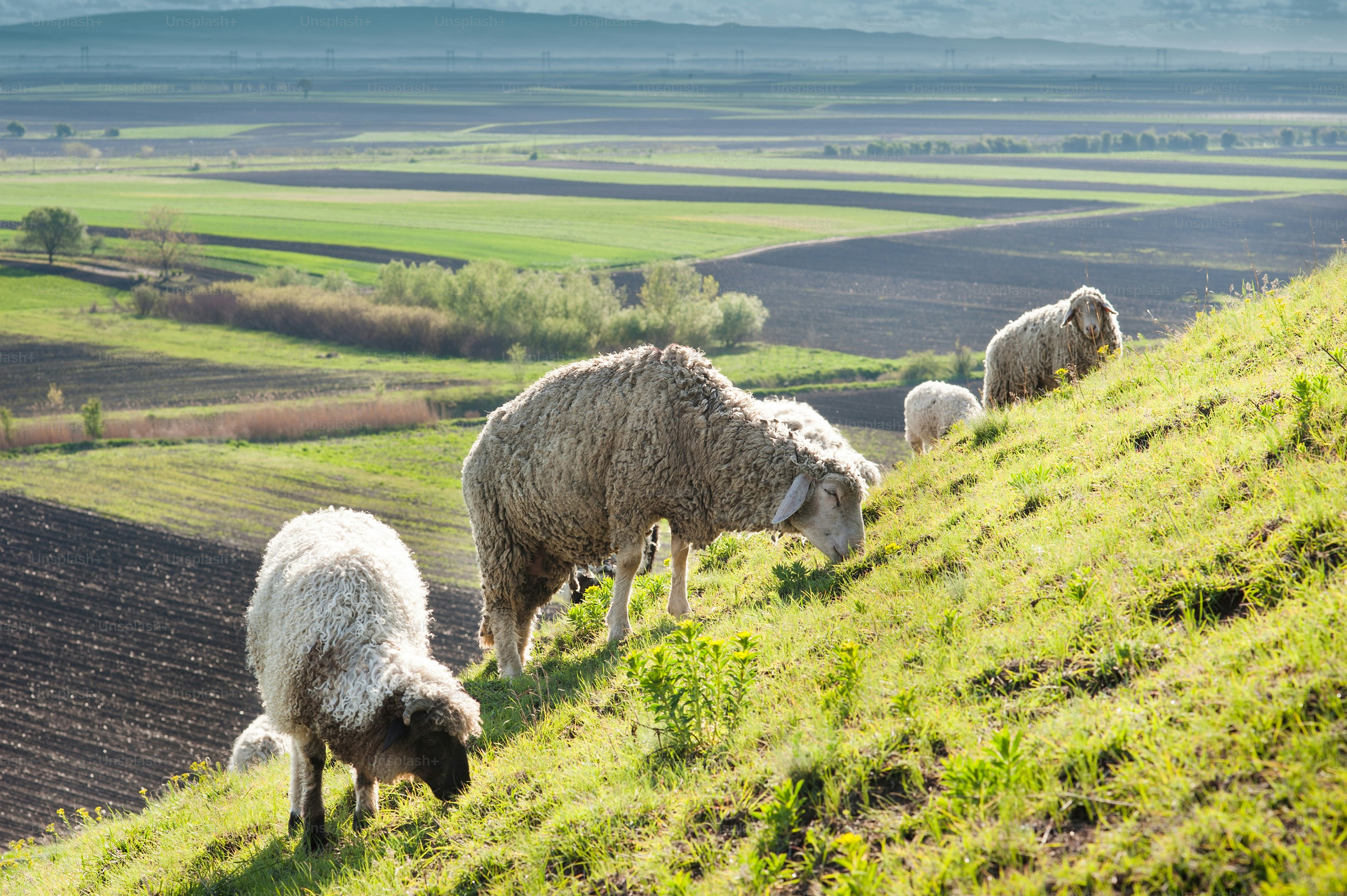 Herd of sheep on meadow