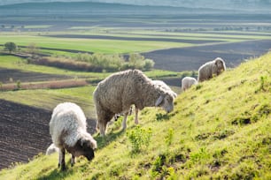 Rebaño de ovejas en la pradera