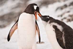 Una pareja de pingüinos papúa en la Antártida