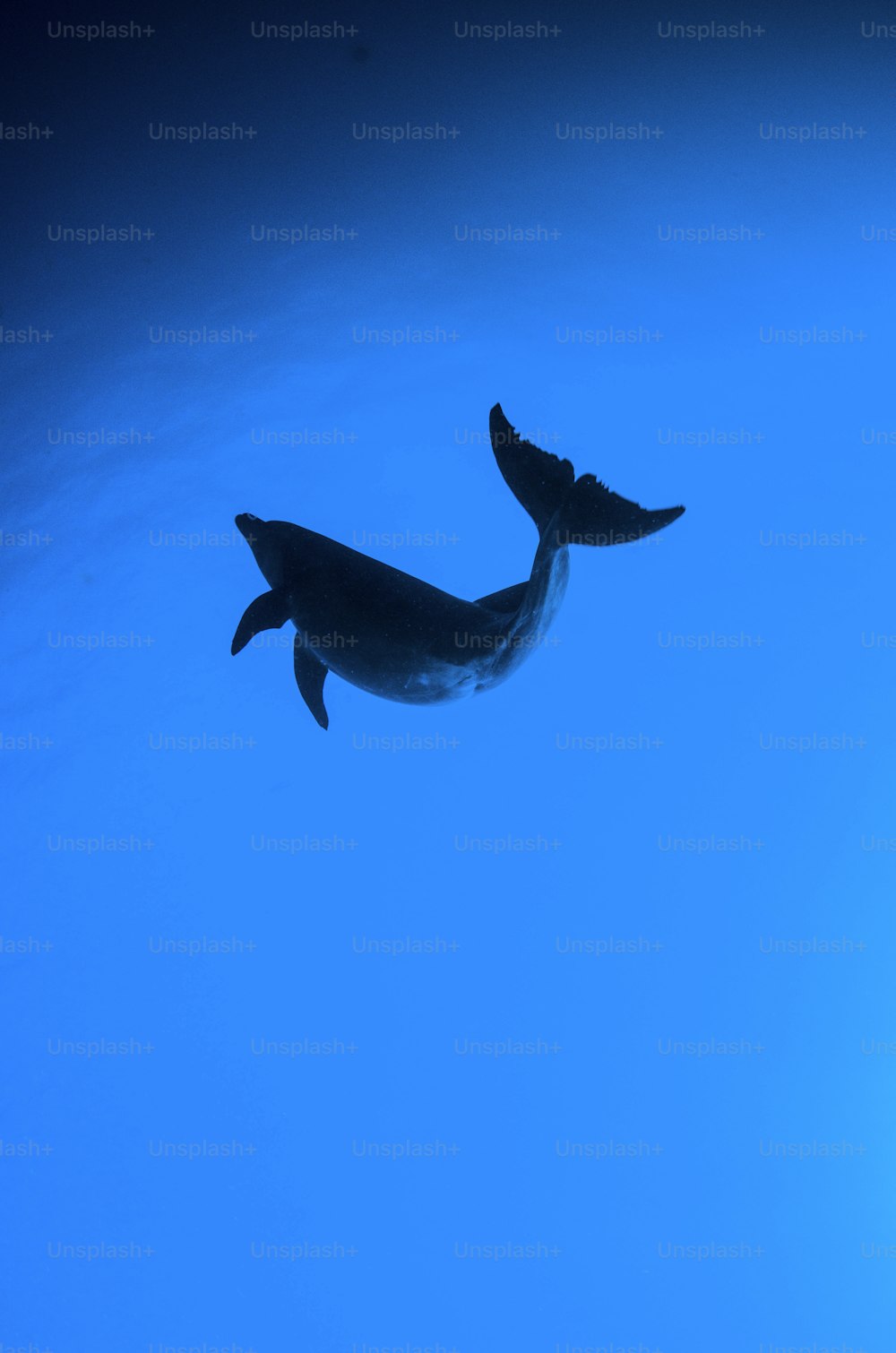 Um golfinho-nariz-de-garrafa na Ilha de Socorro, no México