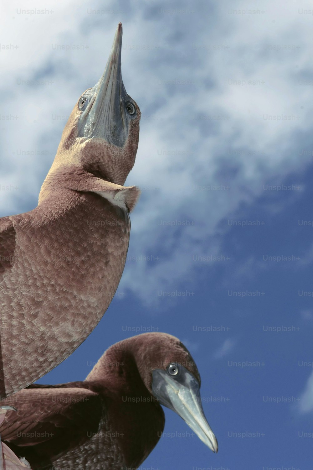 Birds in Socorro Island
