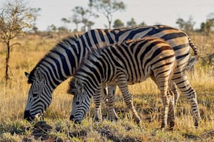 Two zebras, mother and cub peaceful eat grass of savannah