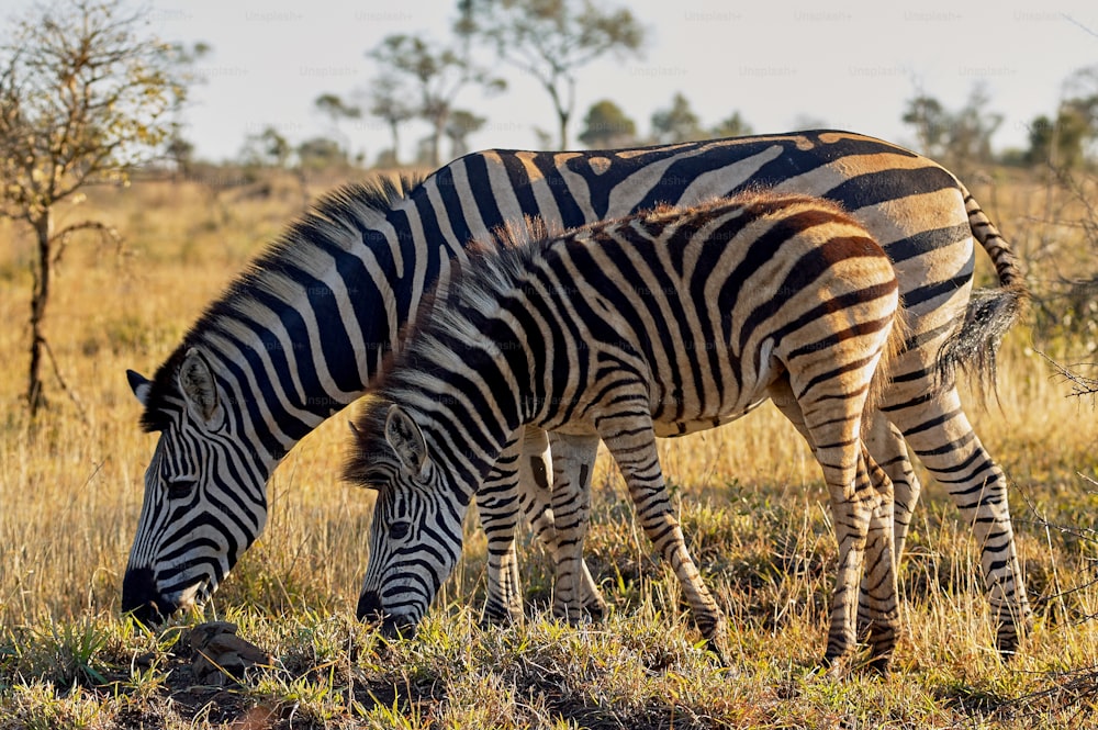 Two zebras, mother and cub peaceful eat grass of savannah