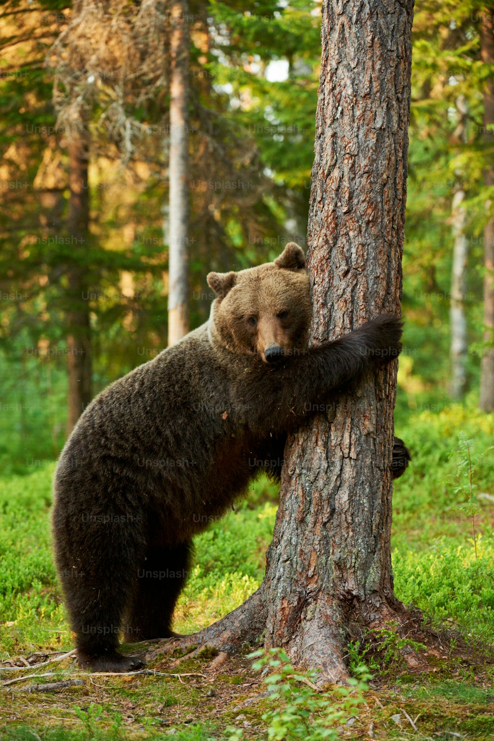 brown bear very tired leans against a tree in a brown bear very tired leans against a tree in a  Finnish forest