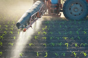 Tractor fertilizes crops corn in spring